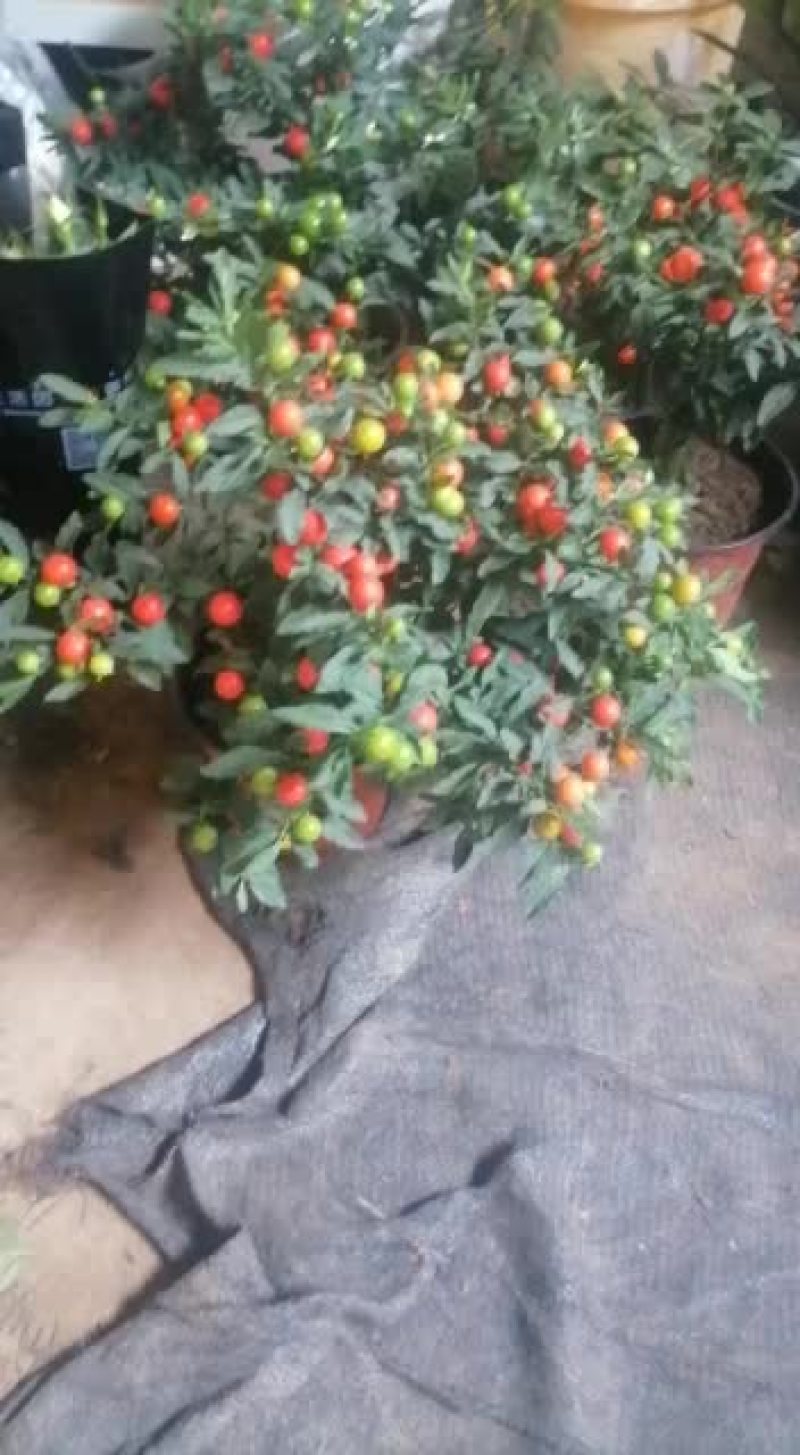 花卉盆景苗吉庆果销售