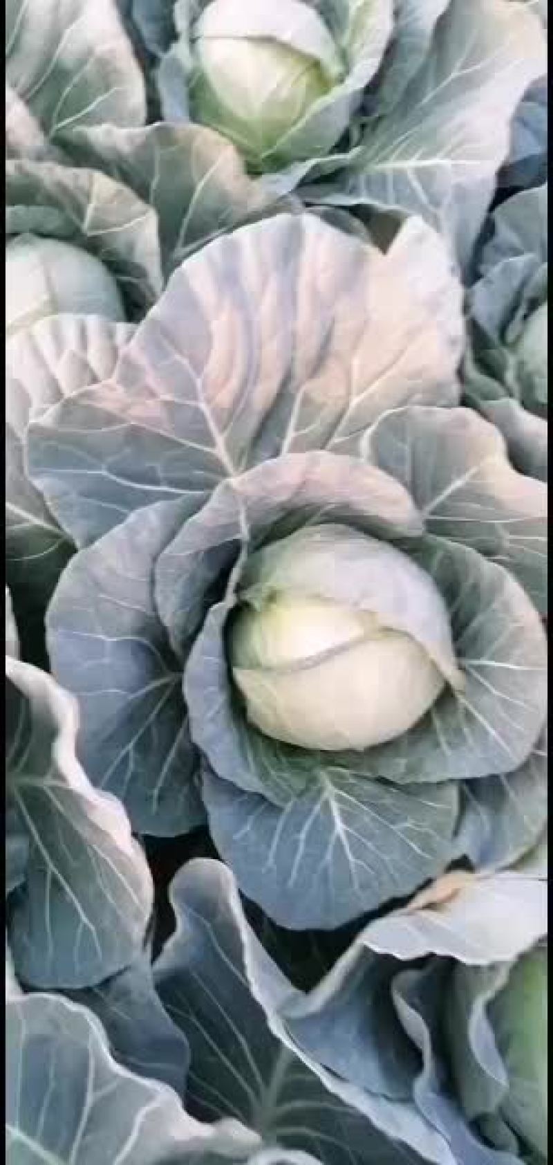 精品甘蓝大量有货欢迎新老客户代购，，