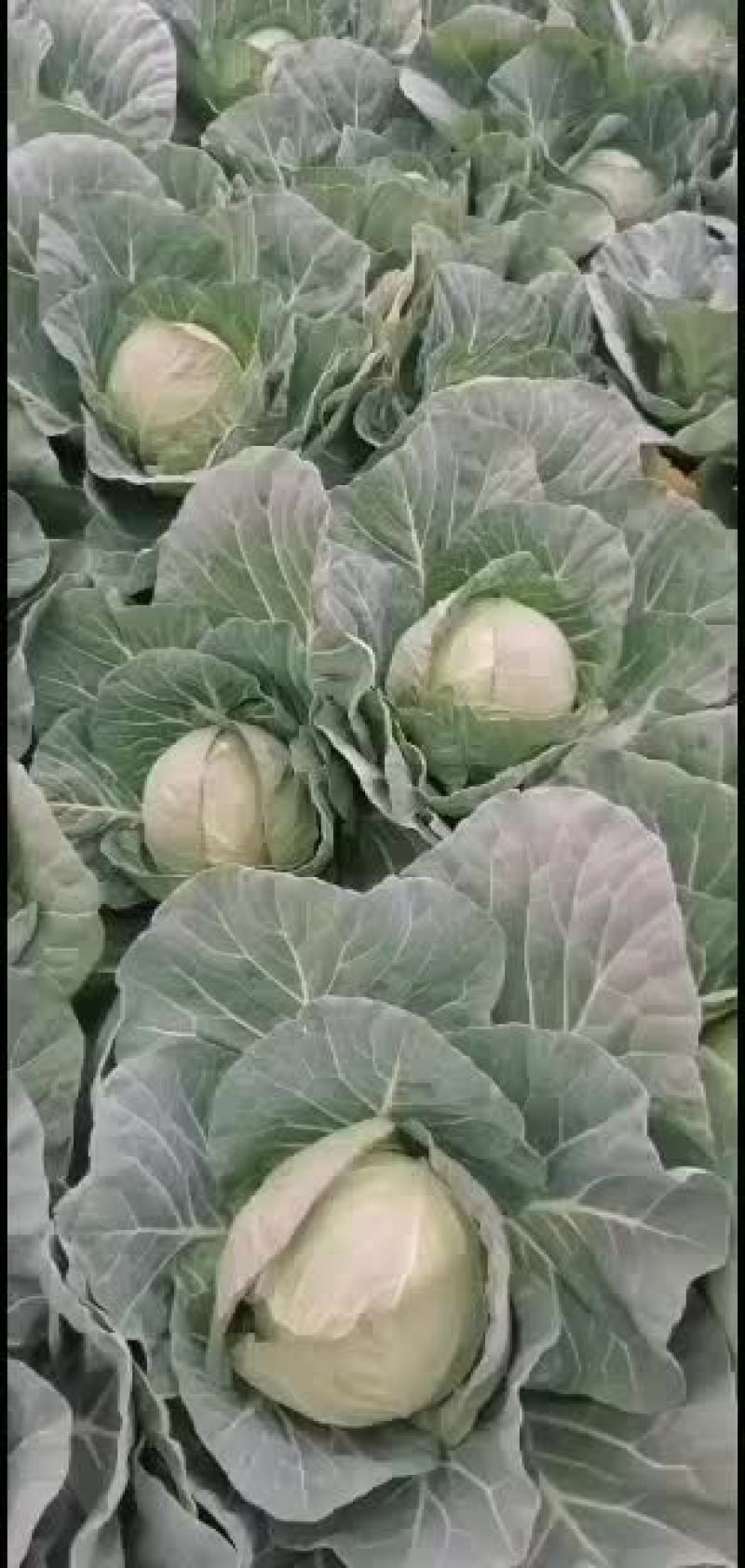 精品甘蓝大量有货欢迎新老客户代购，，