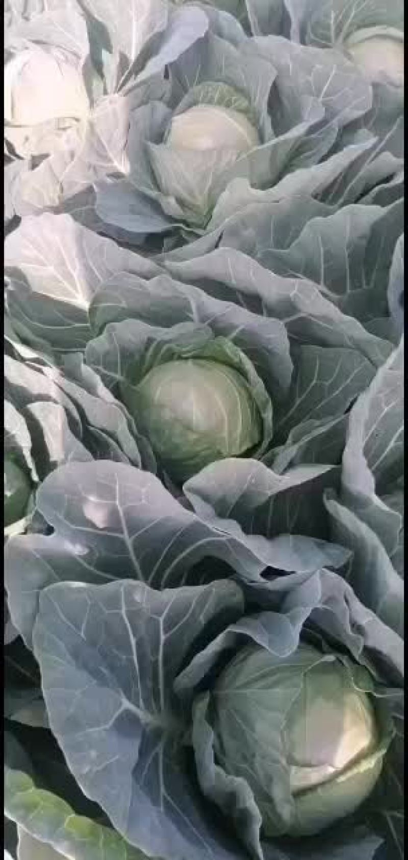精品甘蓝大量有货欢迎新老客户代购，，