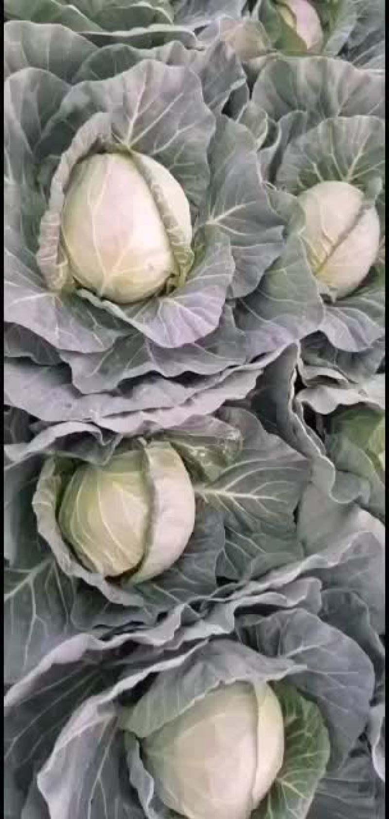 精品甘蓝大量有货欢迎新老客户代购，，
