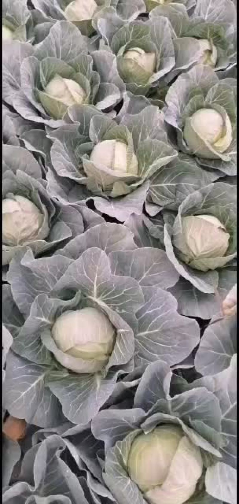 精品甘蓝大量有货欢迎新老客户代购，，