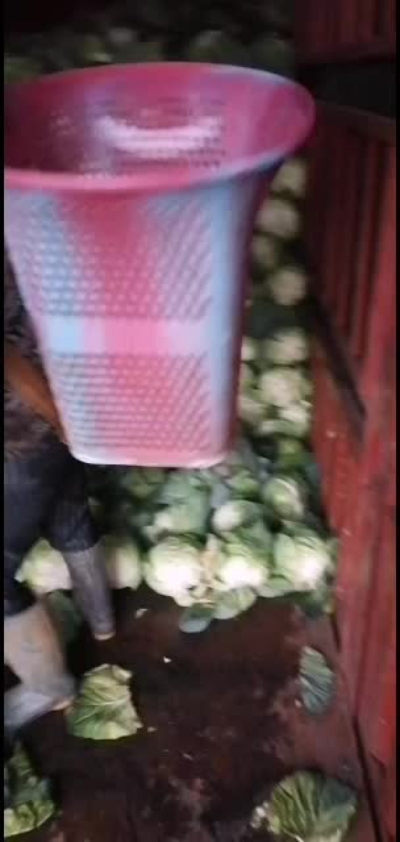 精品甘蓝大量有货欢迎新老客户代购，，