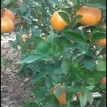 水果中的皇帝皇帝柑