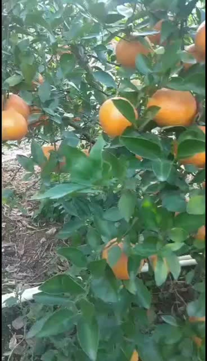 水果中的皇帝皇帝柑