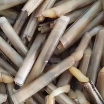 贝类海里的圣，鲜美，壳薄