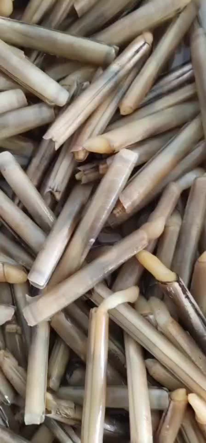 贝类海里的圣，鲜美，壳薄