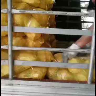 海南椰子厂家现摘批发