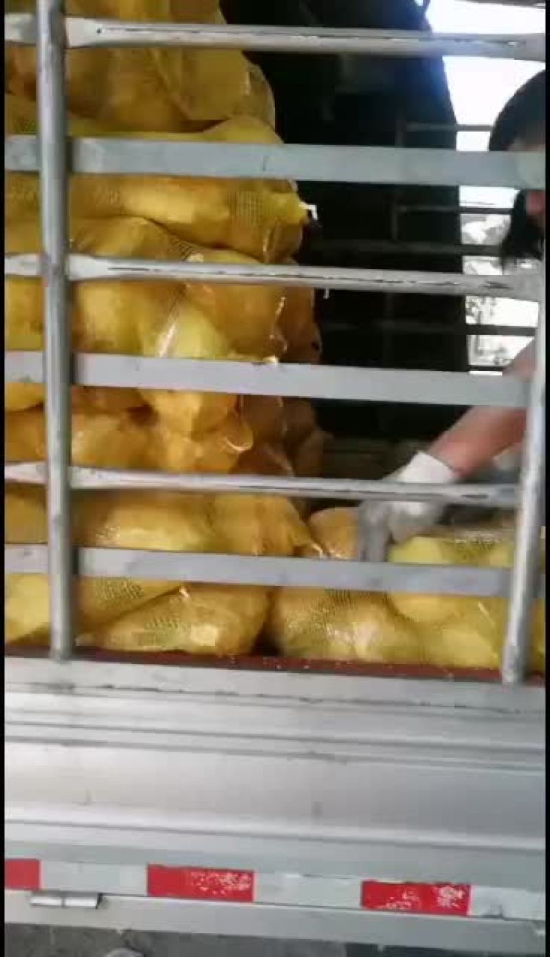海南椰子厂家现摘批发
