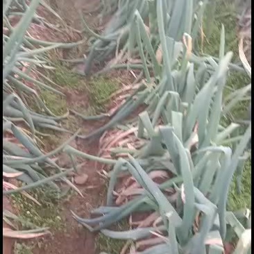 优质大棚葱，喜欢的速订