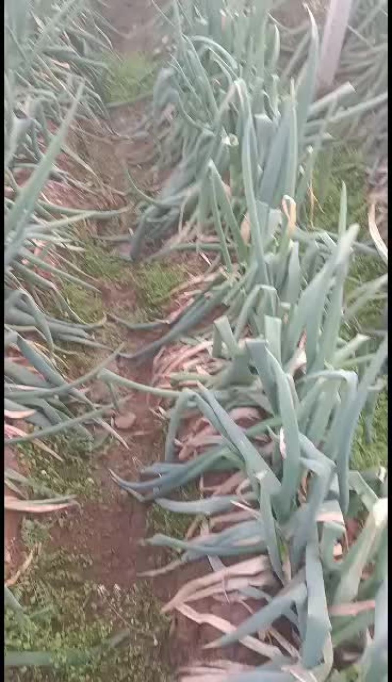 优质大棚葱，喜欢的速订
