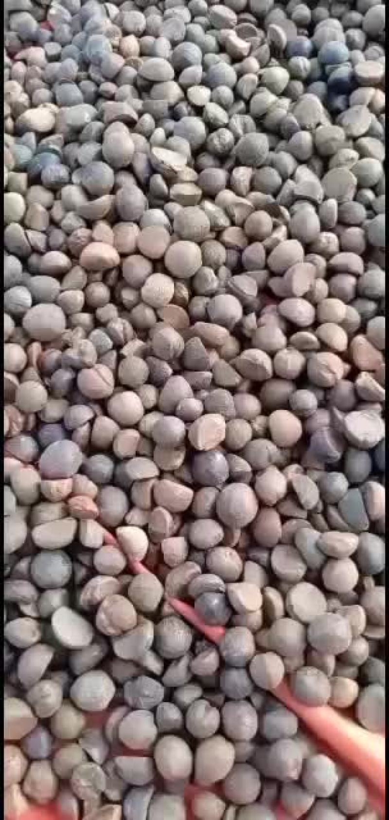 几十年老品种茶树林落地籽