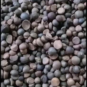 几十年老品种茶树林落地籽
