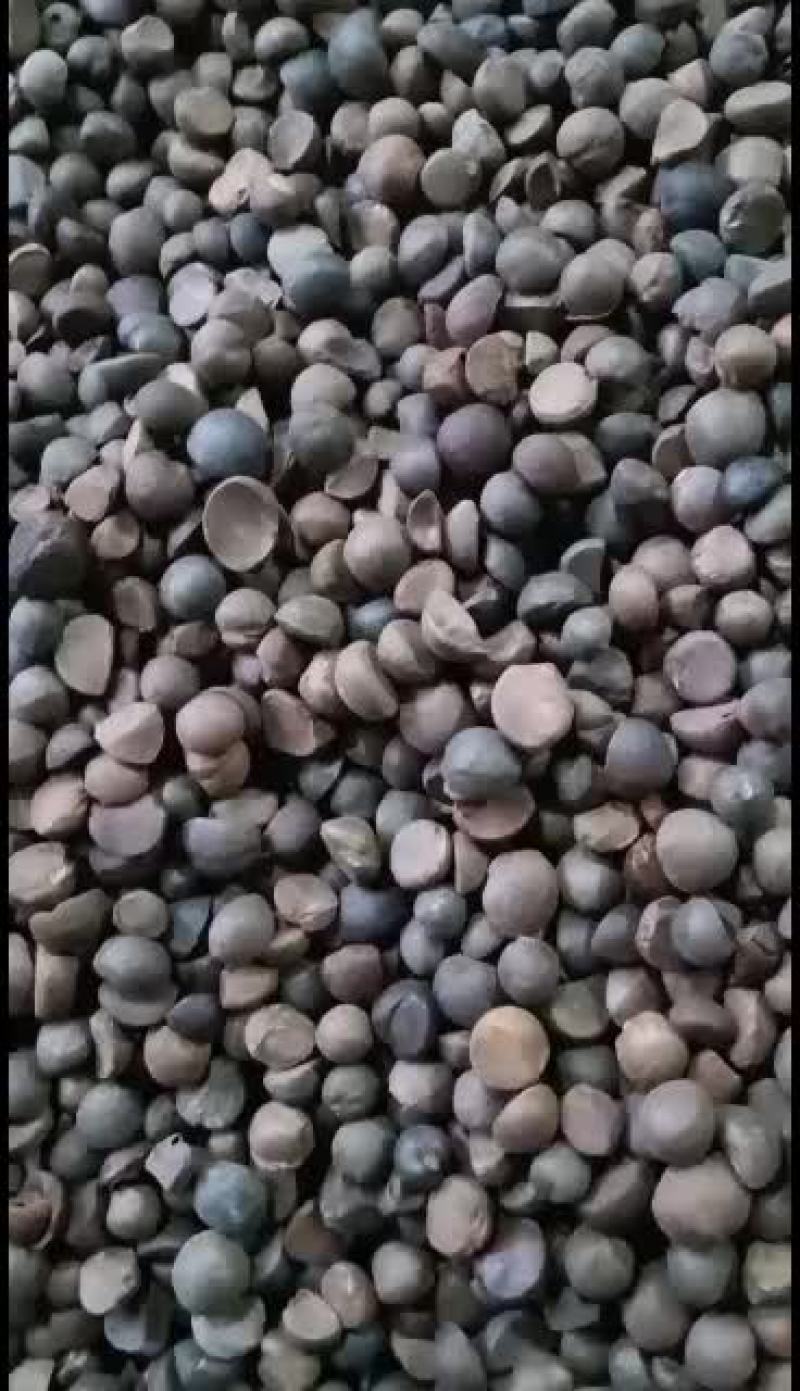 几十年老品种茶树林落地籽
