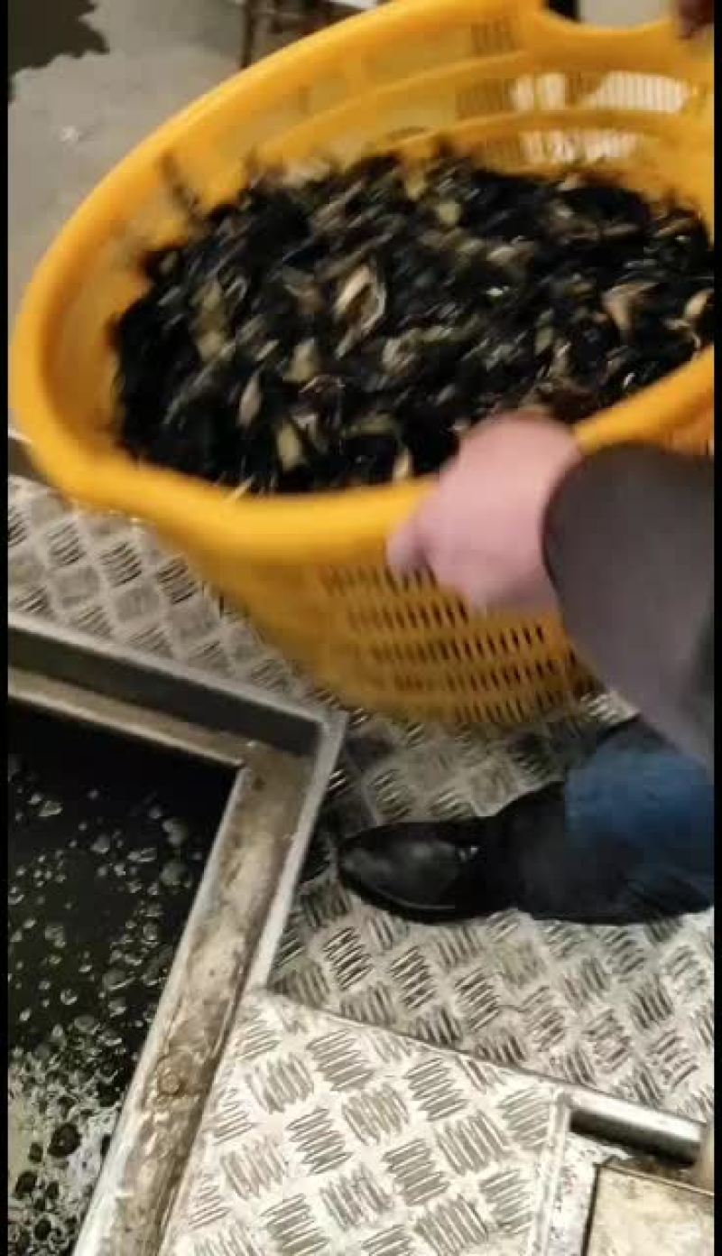 优质黄骨鱼苗，量大从优，优惠多多