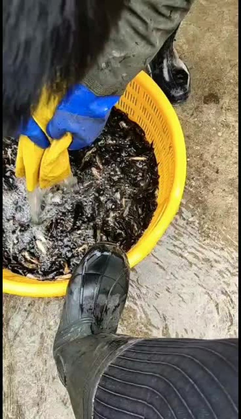 优质黄骨鱼苗，量大从优，优惠多多