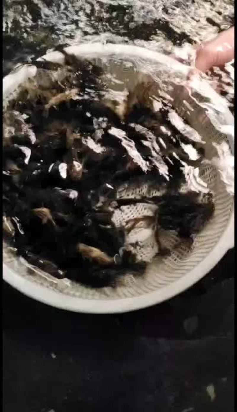 优质黄骨鱼苗，量大从优，优惠多多