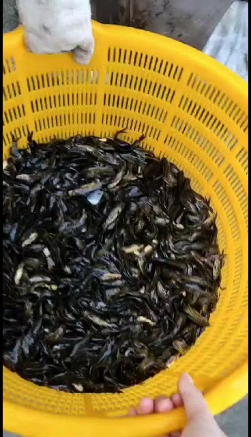 优质黄骨鱼苗，量大从优，优惠多多