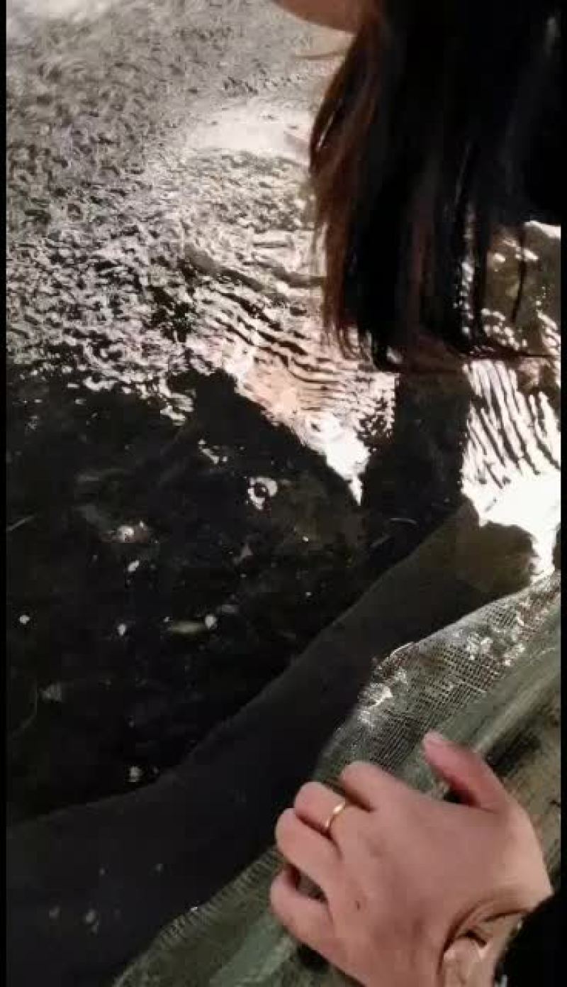 优质黄骨鱼苗，量大从优，优惠多多
