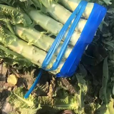 台州莴笋有需要的找我