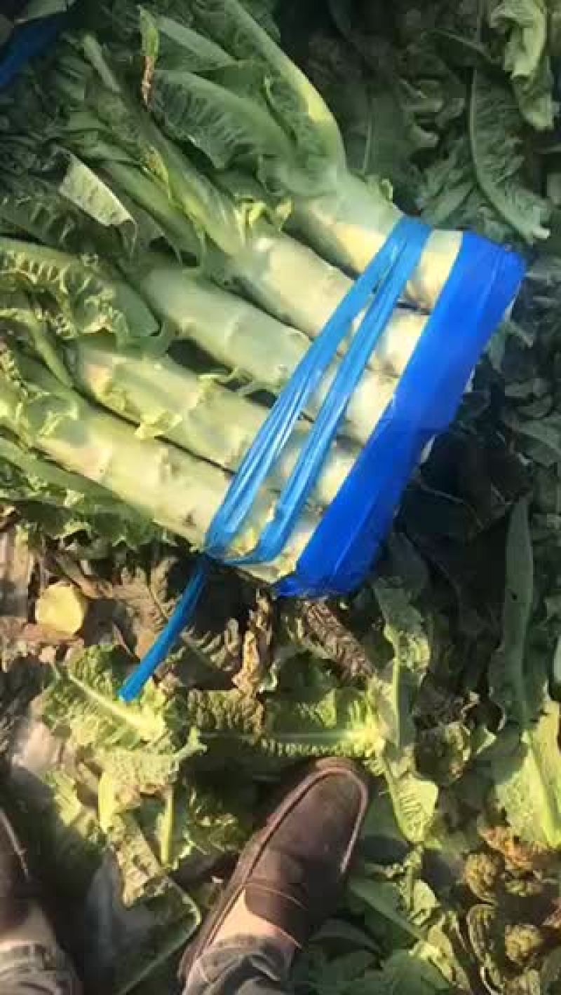 台州莴笋有需要的找我