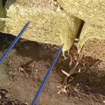 秸秆段无土无膜水分低