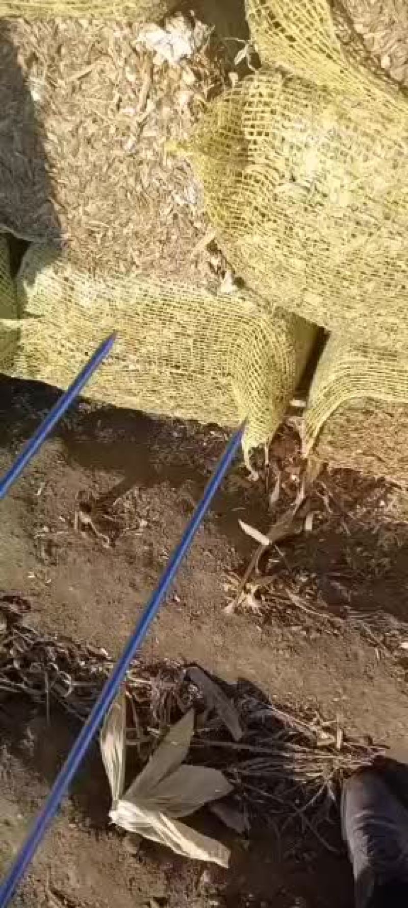 秸秆段无土无膜水分低