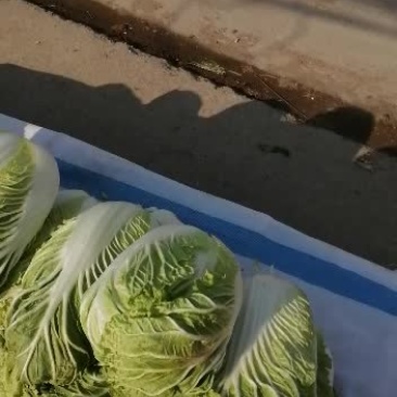 河南省项城市批发大白菜