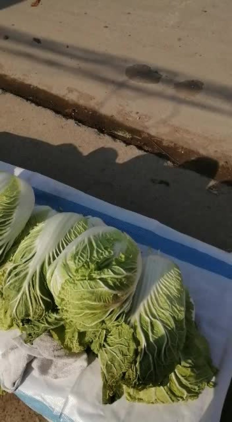 河南省项城市批发大白菜