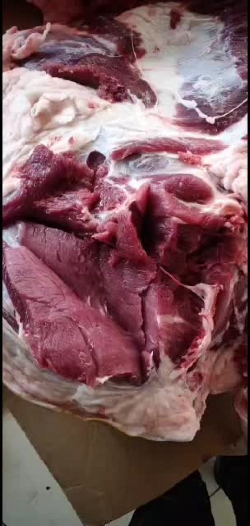 散养两年不喂饲料的大野猪