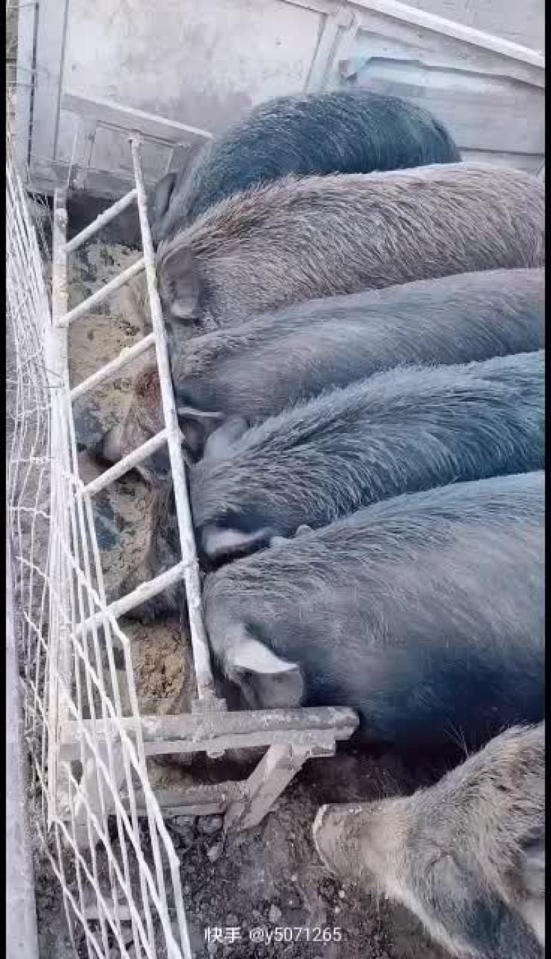 散养两年不喂饲料的大野猪