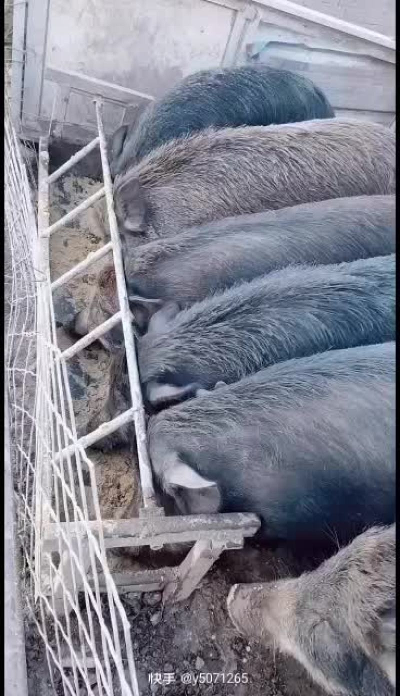 散养两年不喂饲料的大野猪
