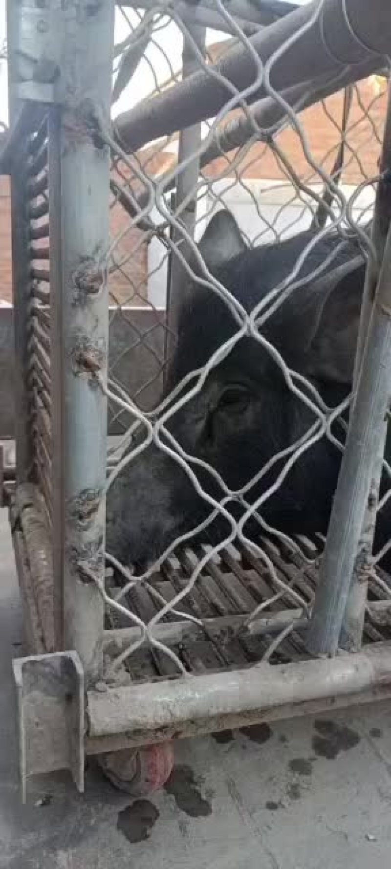 散养两年不喂饲料的大野猪