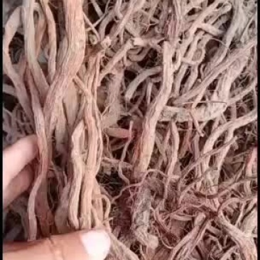 干丹参大统货大货谁要联系