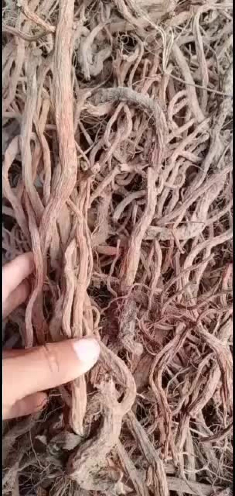 干丹参大统货大货谁要联系