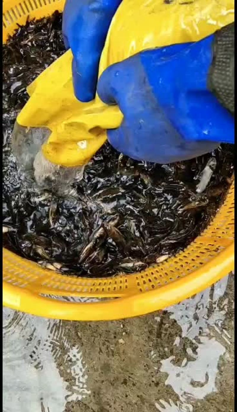 优质工厂化黄骨鱼苗，量大从优