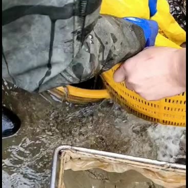 优质工厂化黄骨鱼苗，量大从优