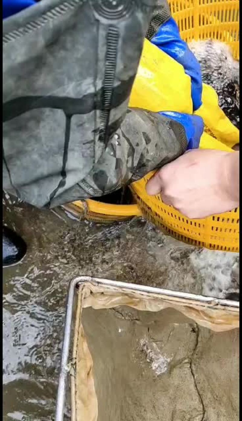 优质工厂化黄骨鱼苗，量大从优