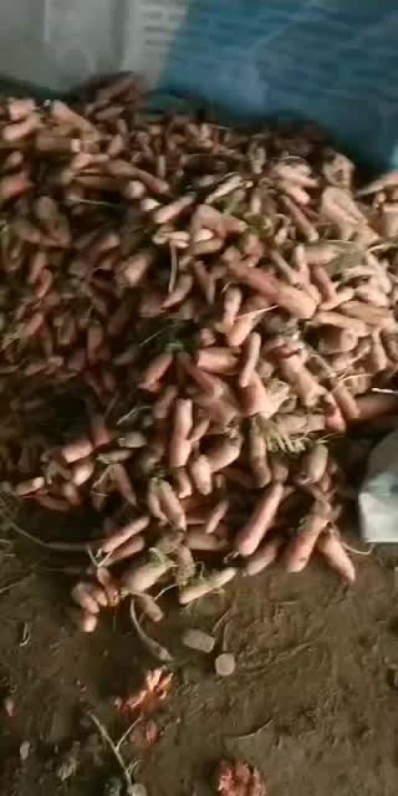 次品胡萝卜加工厂养殖专用