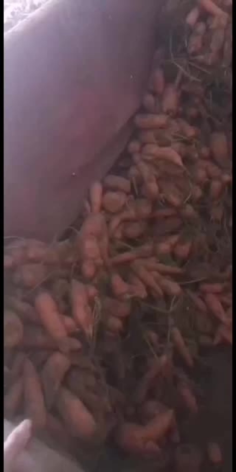 次品胡萝卜加工厂养殖专用
