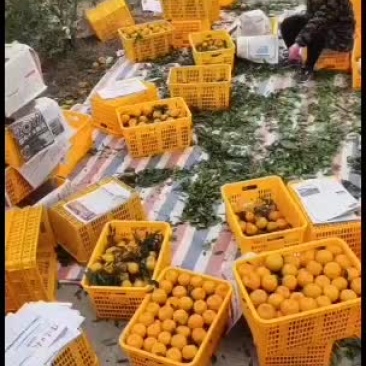 屏山碰柑自产自销，价格便宜的让人无法相信，不多了，赶快来