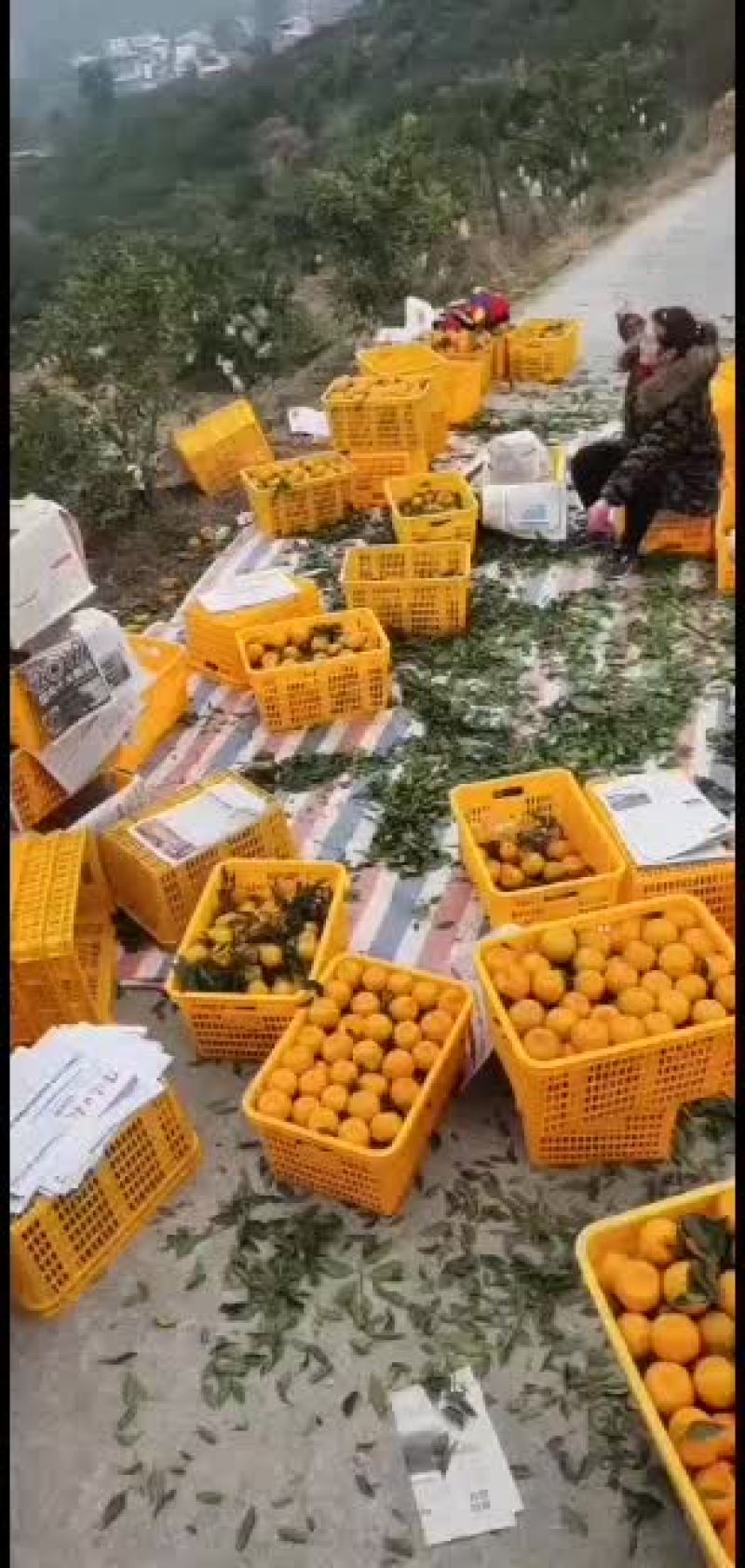 屏山碰柑自产自销，价格便宜的让人无法相信，不多了，赶快来