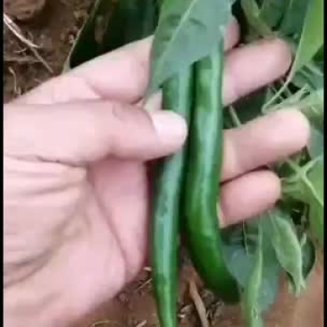 三号线椒~广东新鲜辣椒