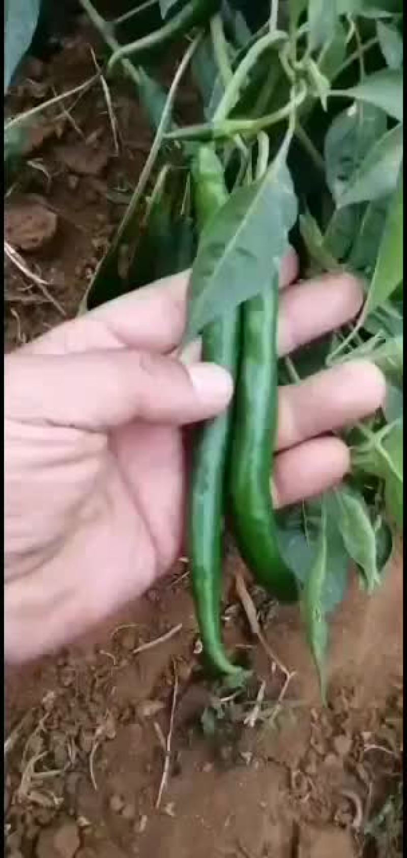 三号线椒~广东新鲜辣椒