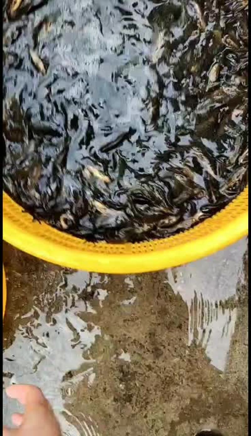 优质黄骨鱼苗，量大从优！