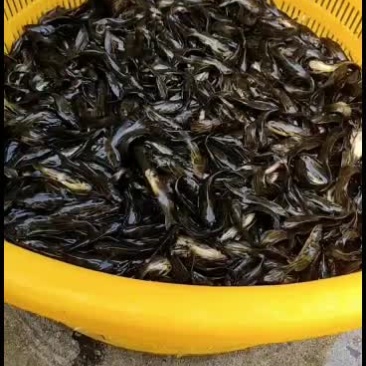 优质黄骨鱼苗，量大从优！