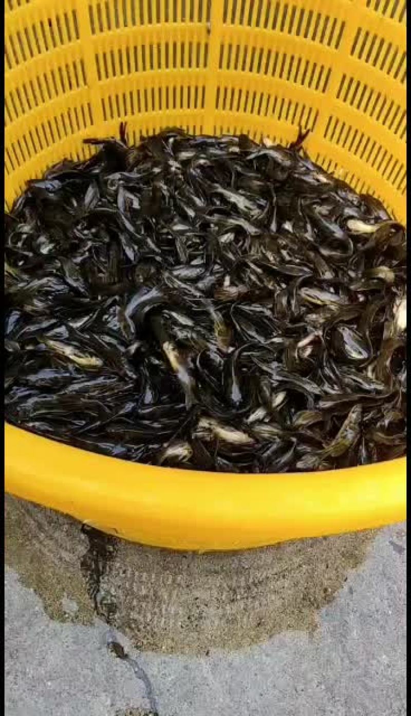 优质黄骨鱼苗，量大从优！