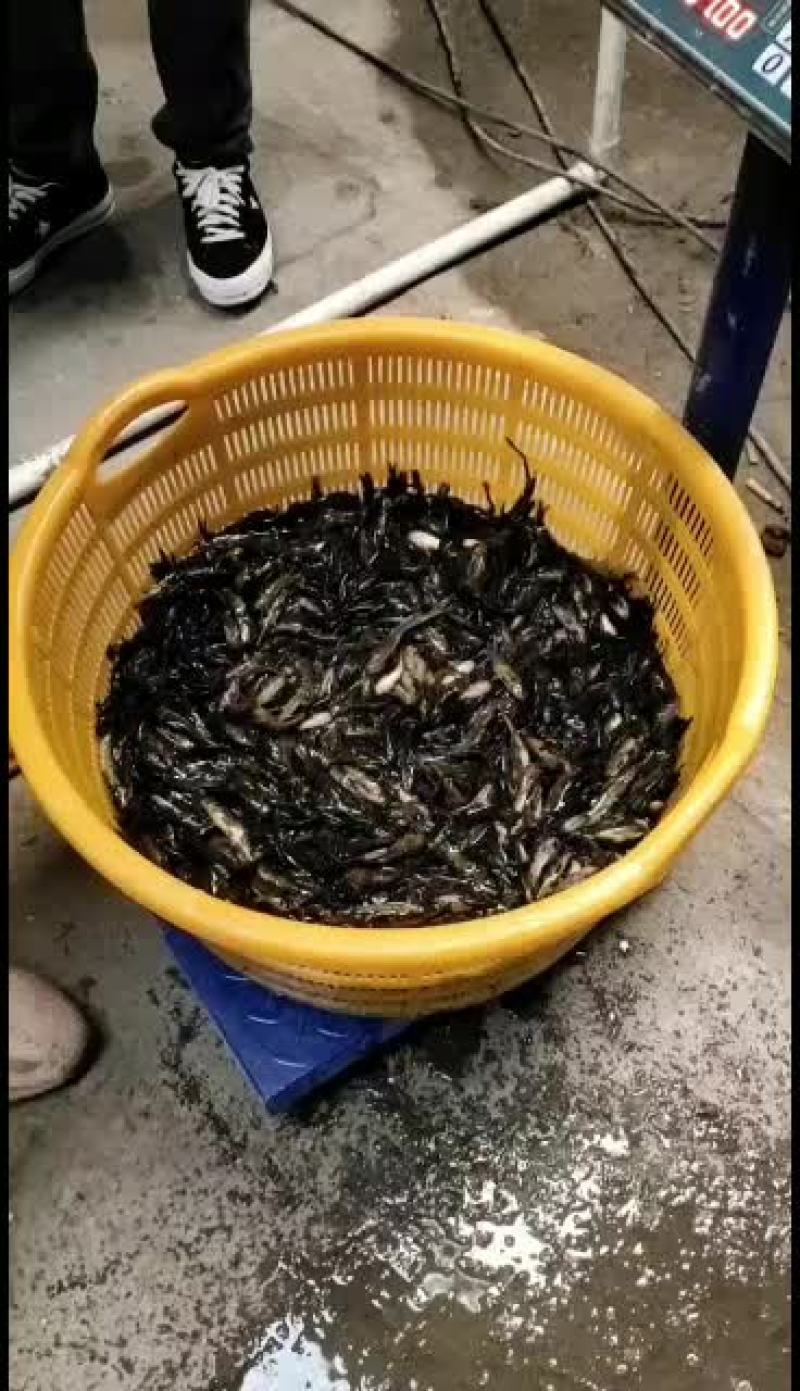 优质黄骨鱼苗，量大从优！