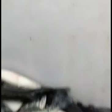 鲈鱼苗，优质鲈鱼苗！工厂化标苗