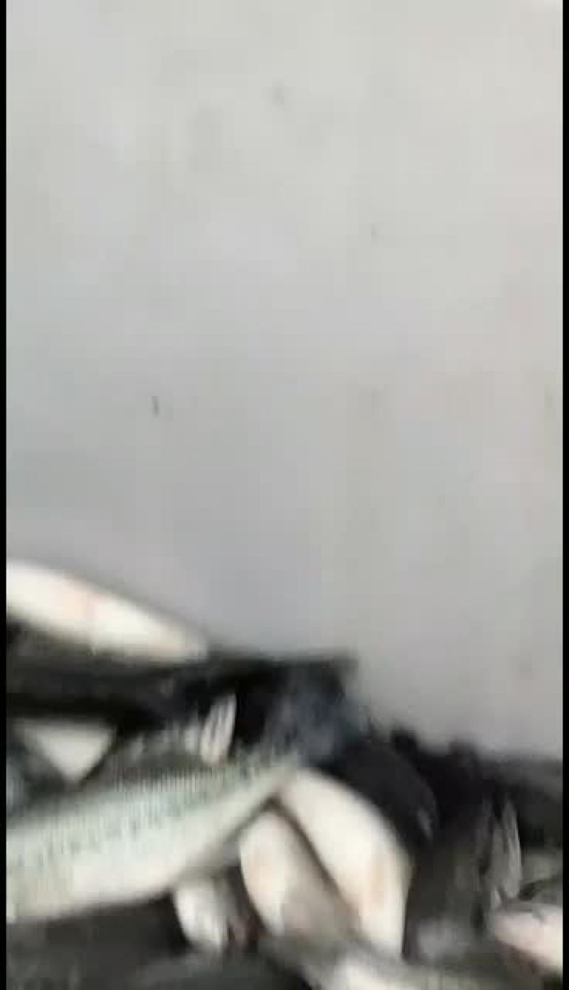 鲈鱼苗，优质鲈鱼苗！工厂化标苗